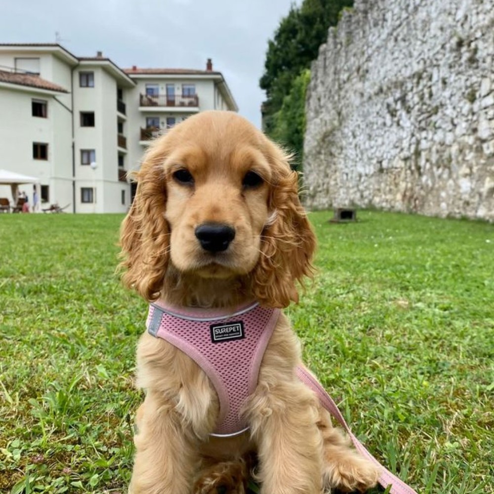 Meet your Posher, Layla